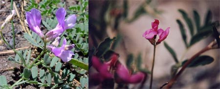 Vetch, American Vicia americana